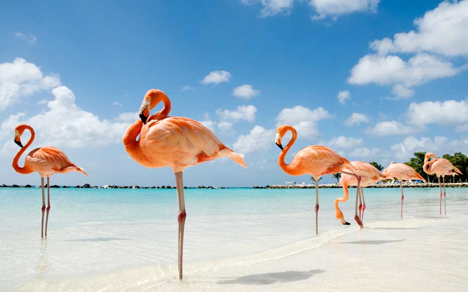 2019- Aruba